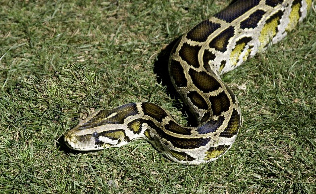Burmese pythons can grow up to 25 feet in length and are decimating the ecosystem in Everglades National Park.
