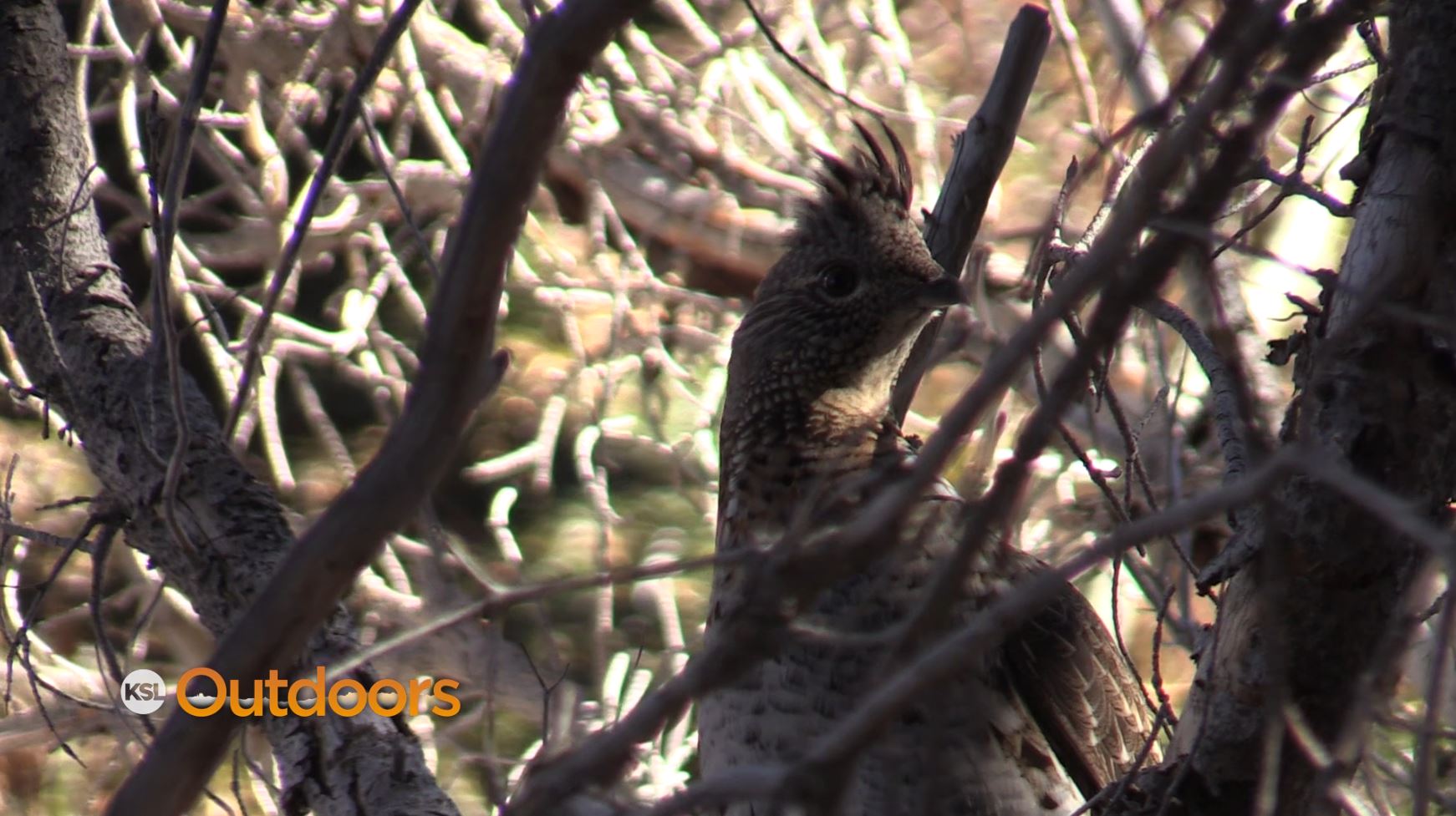 Utah Field Guide: Dusky and Ruffed Grouse Hunting