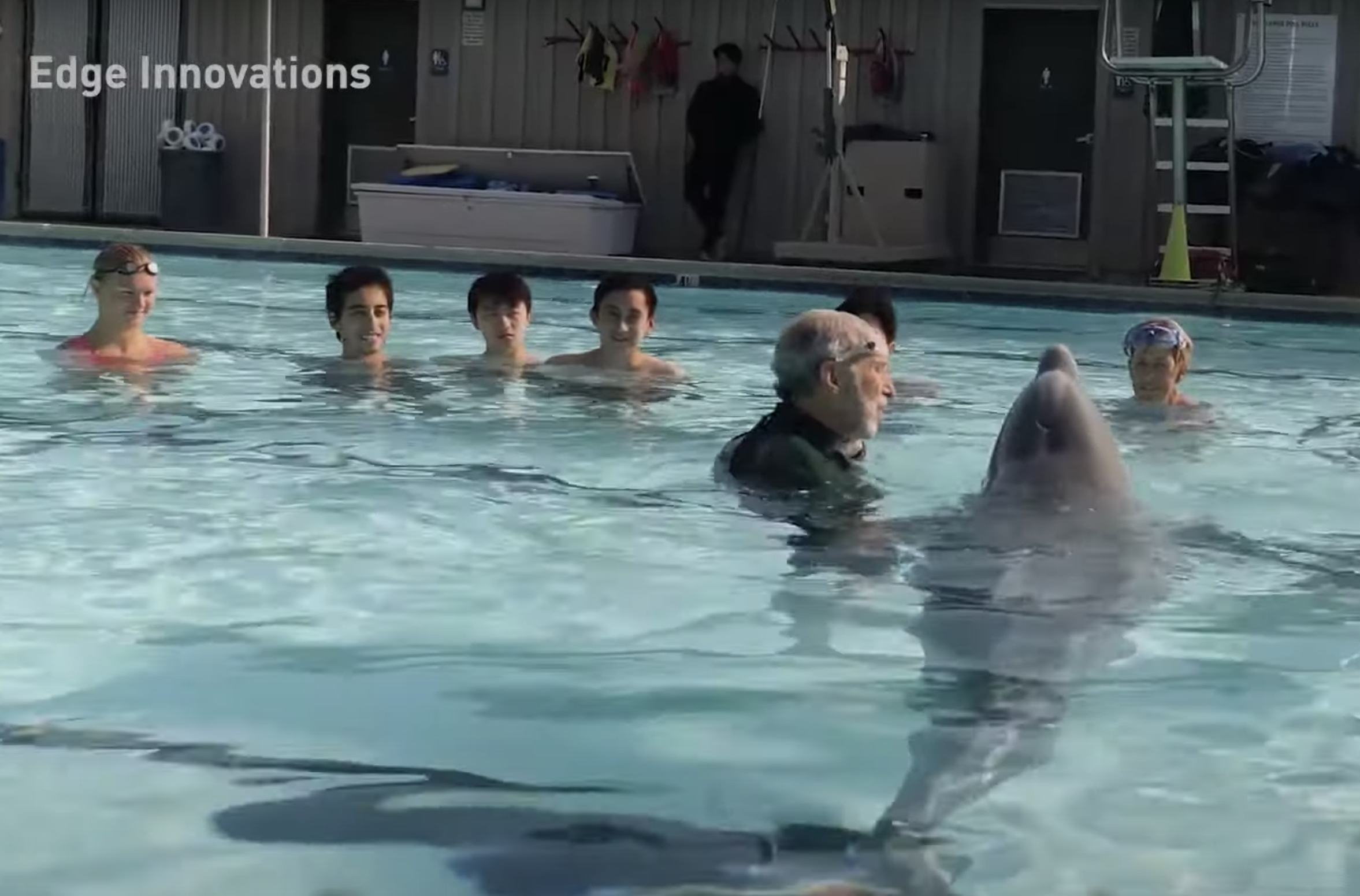 Have You Seen This? Swimming with animatronic dolphins