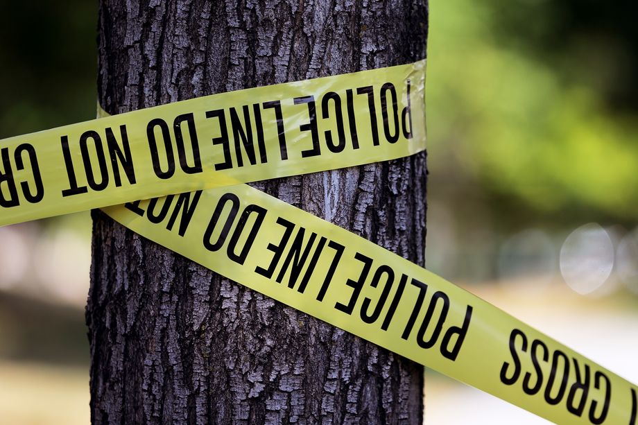 tree, crime, police, tape, scene