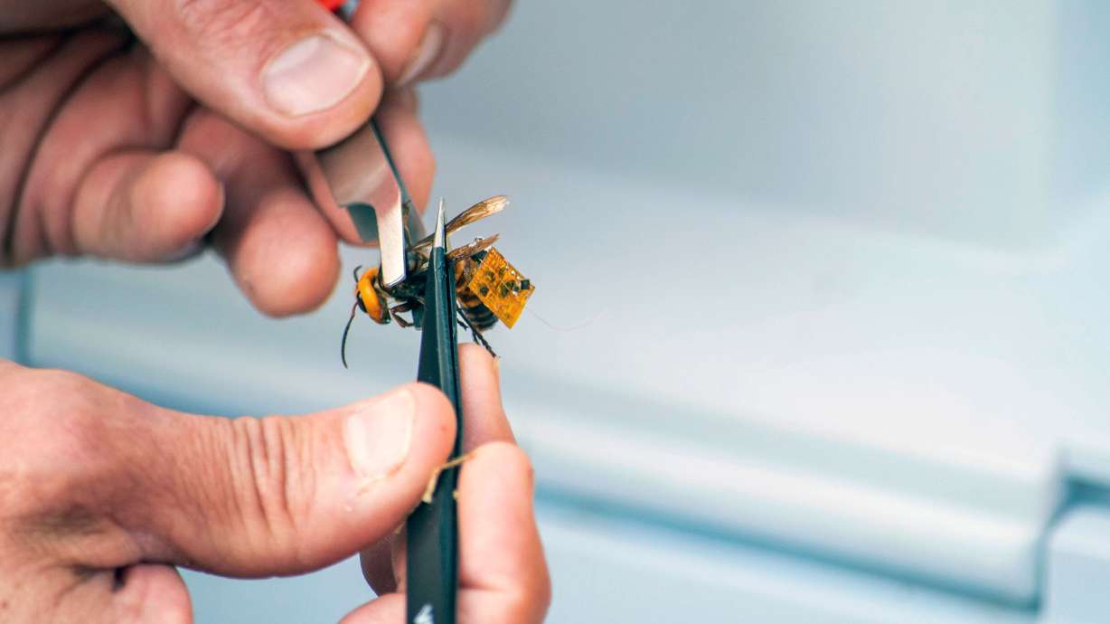 In this Sept. 30, 2020, photo provided by the Washington State Department of Agriculture, a researcher holds a live Asian giant hornet with a tracking device affixed to it near Blaine, Wash. Agricultural officials in Washington state said Friday they are trying to find and destroy a nest of Asian giant hornets believed to be near the small town amid concerns the hornets could kill honey bees crucial for pollinating raspberry and blueberry crops. (Karla Salp/Washington State Department of Agriculture via AP)