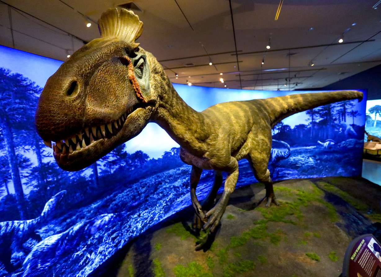 A life-sized replica of a Cryolophosaurus is on display in the “Antarctic Dinosaurs” exhibit at the Natural History Museum of Utah in Salt Lake City on Friday, Oct. 23, 2020. The exhibit guides visitors through what was once a lush, thriving continent and explains how paleontologists carefully extracted four Antarctic dinosaur species from the now-frozen landscape.