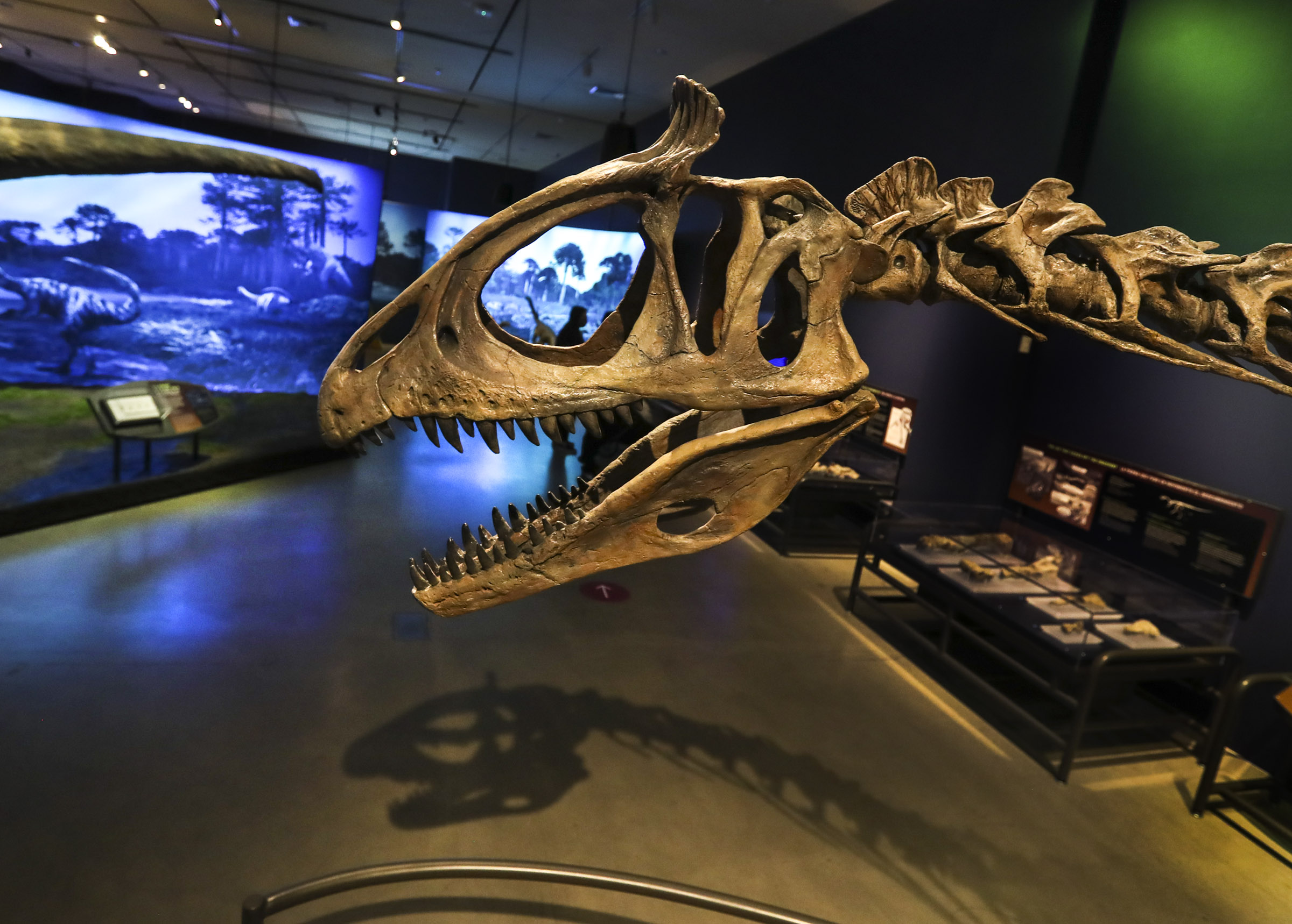 A skeletal model of a Cryolophosaurus is on display in the  “Antarctic Dinosaurs” exhibit at the Natural History Museum of Utah in Salt Lake City on Friday, Oct. 23, 2020. The exhibit guides visitors through what was once a lush, thriving continent and explains how paleontologists carefully extracted four Antarctic dinosaur species from the now-frozen landscape.