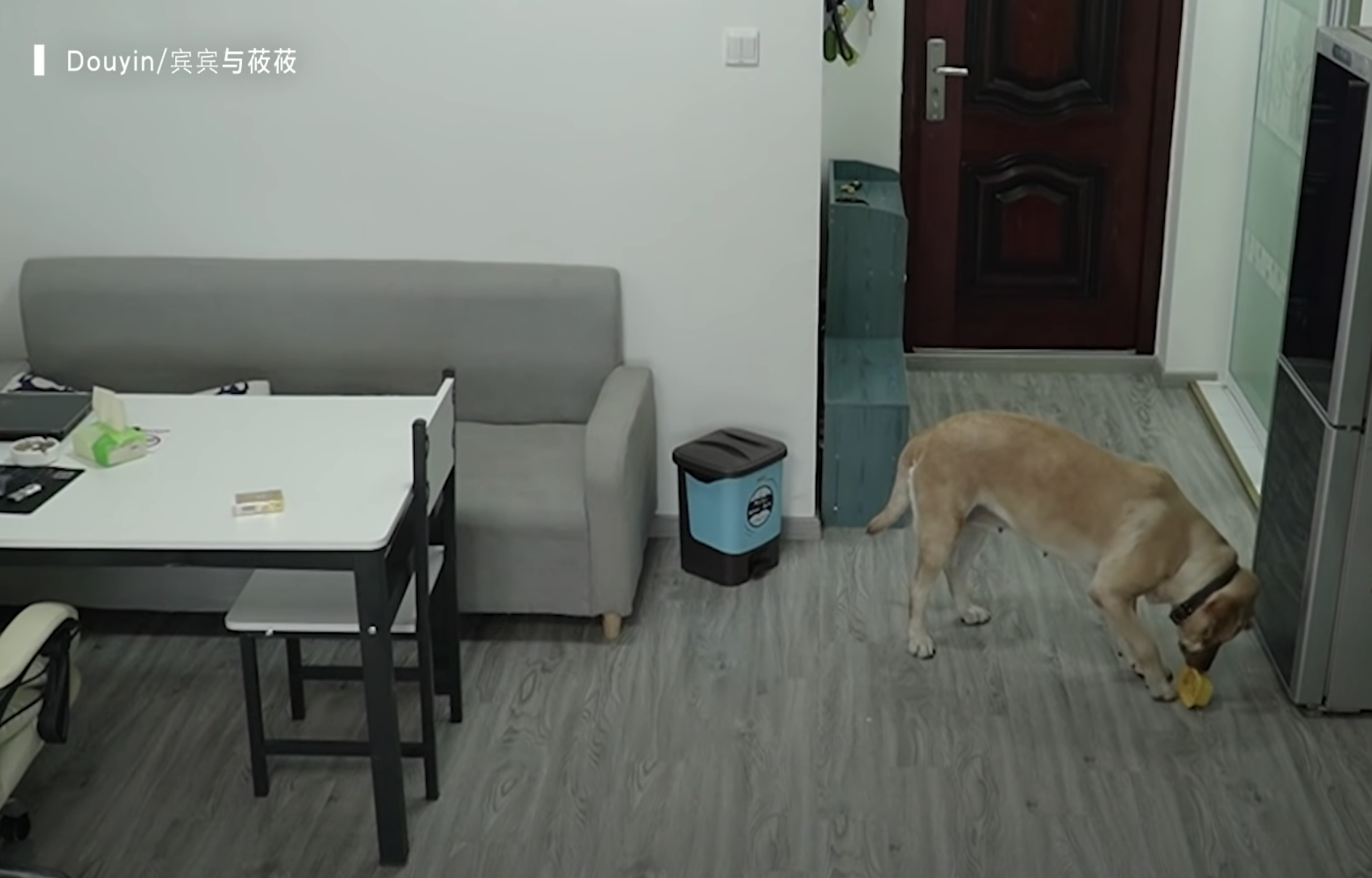 Have You Seen This? Dog commits the perfect crime and brilliantly covers her tracks