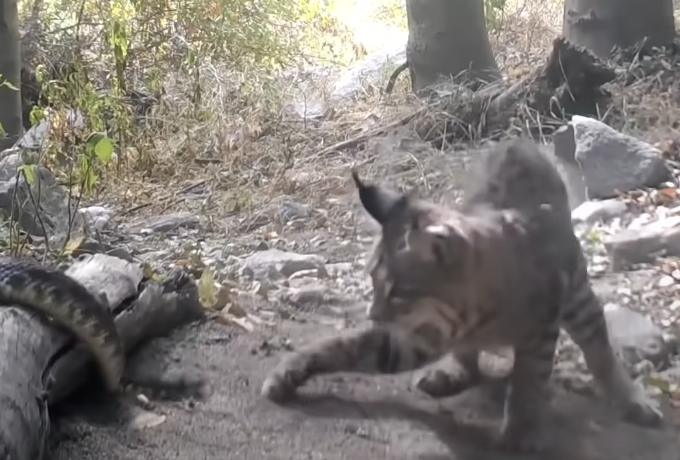 Have You Seen This? Bobcat vs. rattlesnake is the most intense video you'll ever see