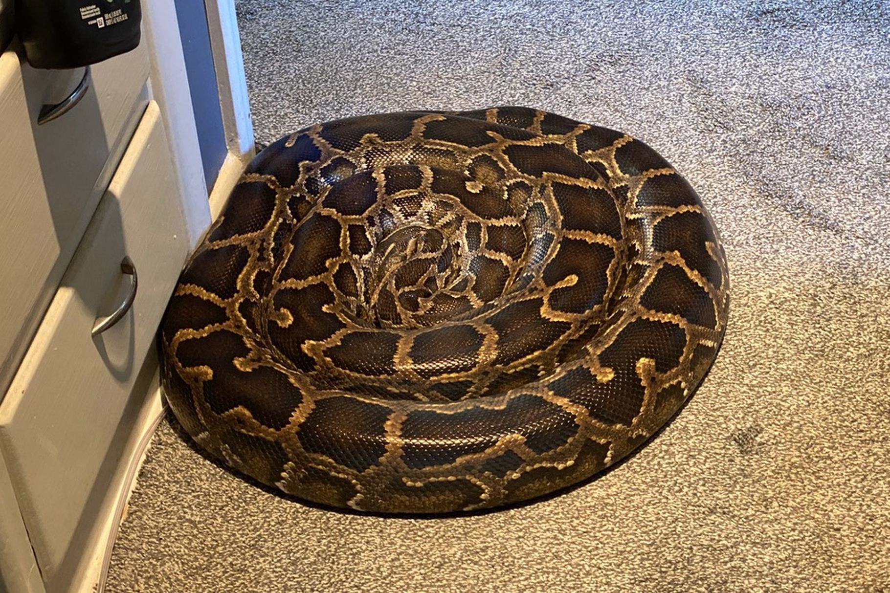 Pictures taken by Unified police officers upon entering Marty Bone’s Holladay home on Oct. 13, 2020, show several large Burmese pythons freely roaming around the house. Bone was arrested but has not been charged.