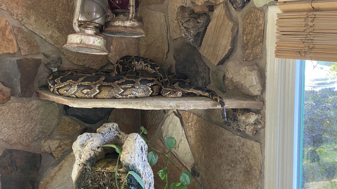 Pictures taken by Unified police officers upon entering Marty Bone’s Holladay home on Oct. 13, 2020, show several large Burmese pythons freely roaming around the house. Bone was arrested but has not been charged.
