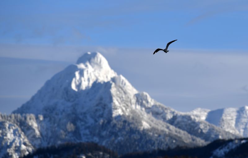 FILE PHOTO: A bird flies through the sky in front of a snow-covered mountain in Fuessen, Germany, January 15, 2019. REUTERS/Andreas Gebert