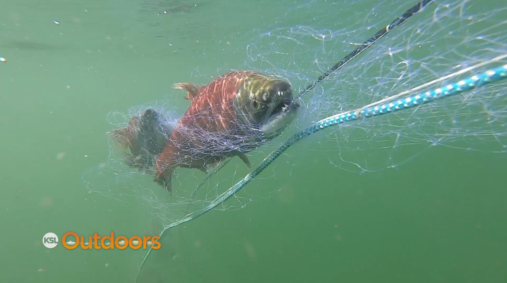 Kokanee Study at Flaming Gorge