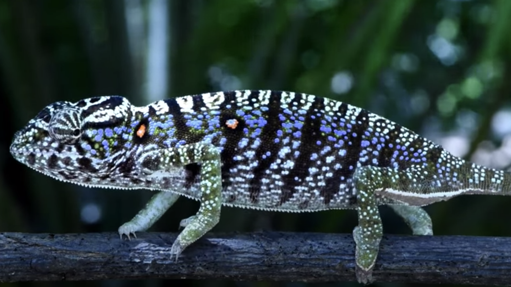 Scientists have rediscovered a chameleon in Madagascar last seen 100 years ago