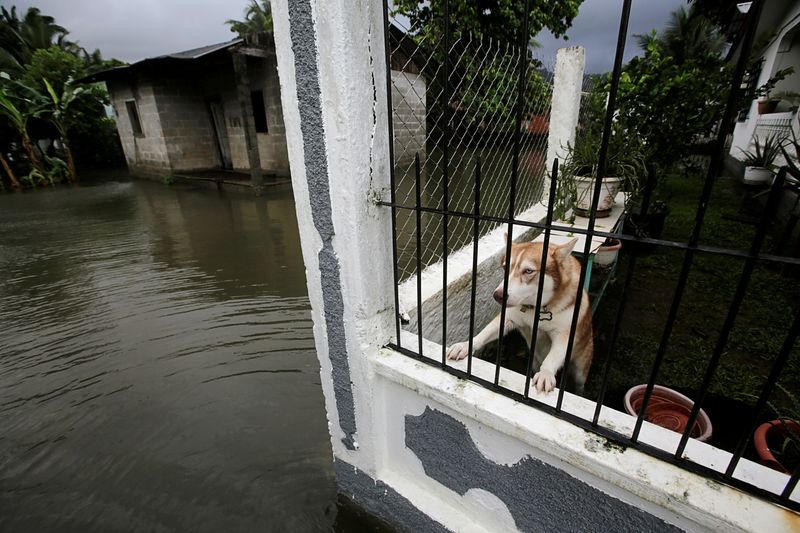 A dog is pictured inside a house at a neighborhood affected by floods as Hurricane Eta approaches, in Tela, Honduras November 3, 2020. REUTERS/Jorge Cabrera     TPX IMAGES OF THE DAY