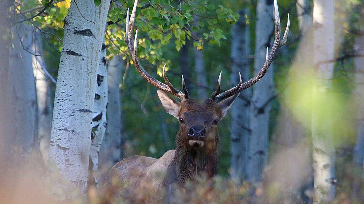 An undated image of a bull elk in Utah. A new plan proposed for 2022 would create a lottery for hunters to snag a bull elk permit.