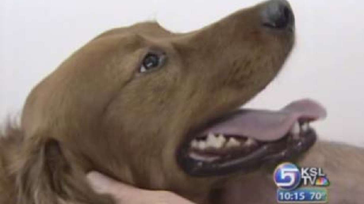 Vets Keeping Eye on Dog Flu