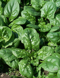 E Coli Found in Spinach