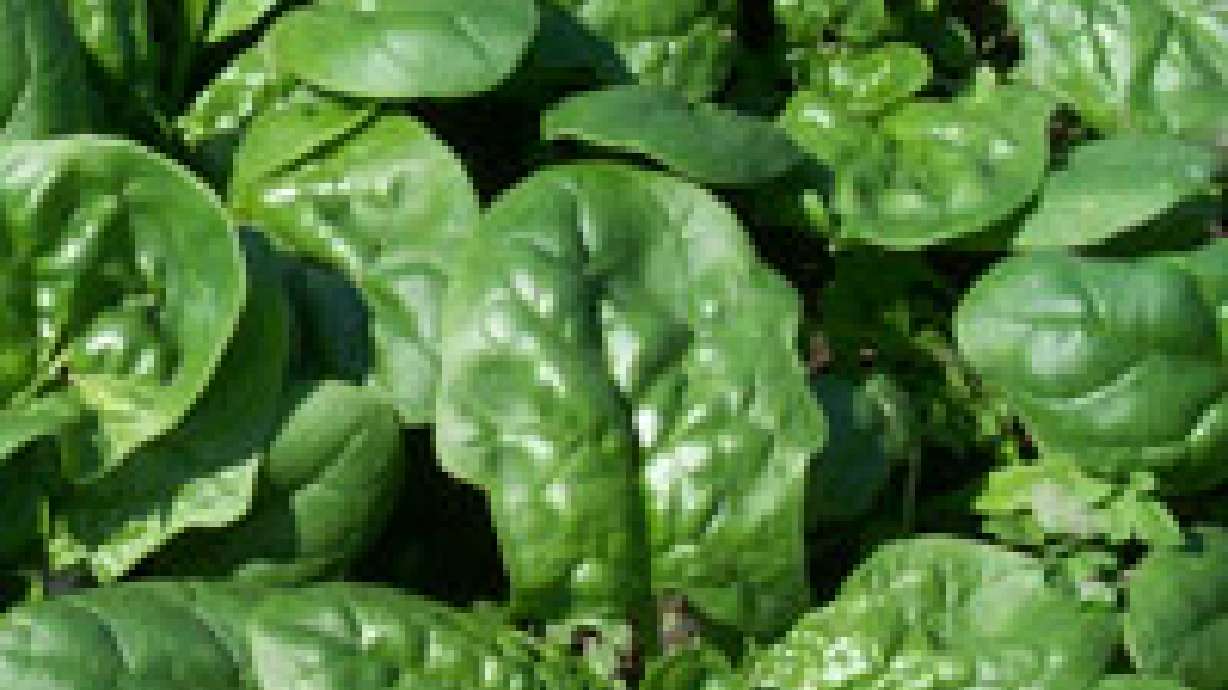 E Coli Found in Spinach