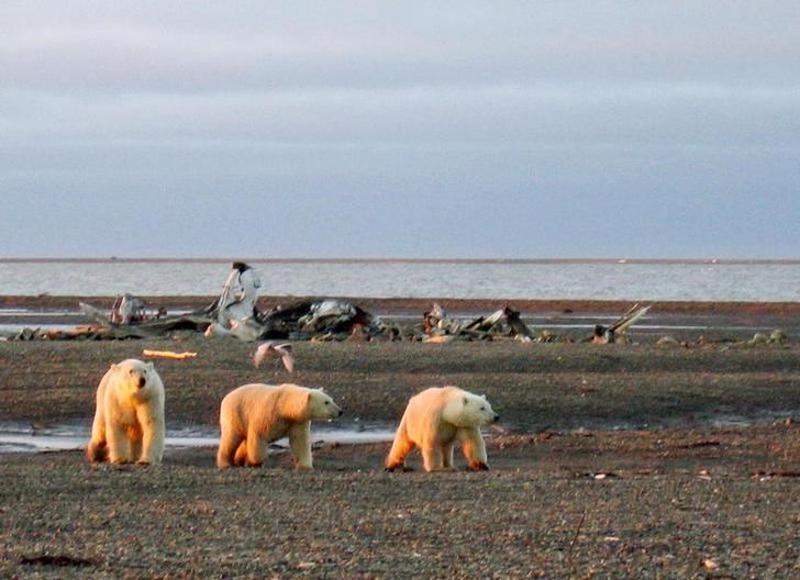FILE PHOTO: Three polar bears are seen on the Beaufort Sea coast within the 1002 Area of the Arctic National Wildlife Refuge in this undated handout photo provided by the U.S. Fish and Wildlife Service Alaska Image Library on December 21, 2005. REUTERS/HANDOUT/U.S. Fish and Wildlife Service Alaska Image Library