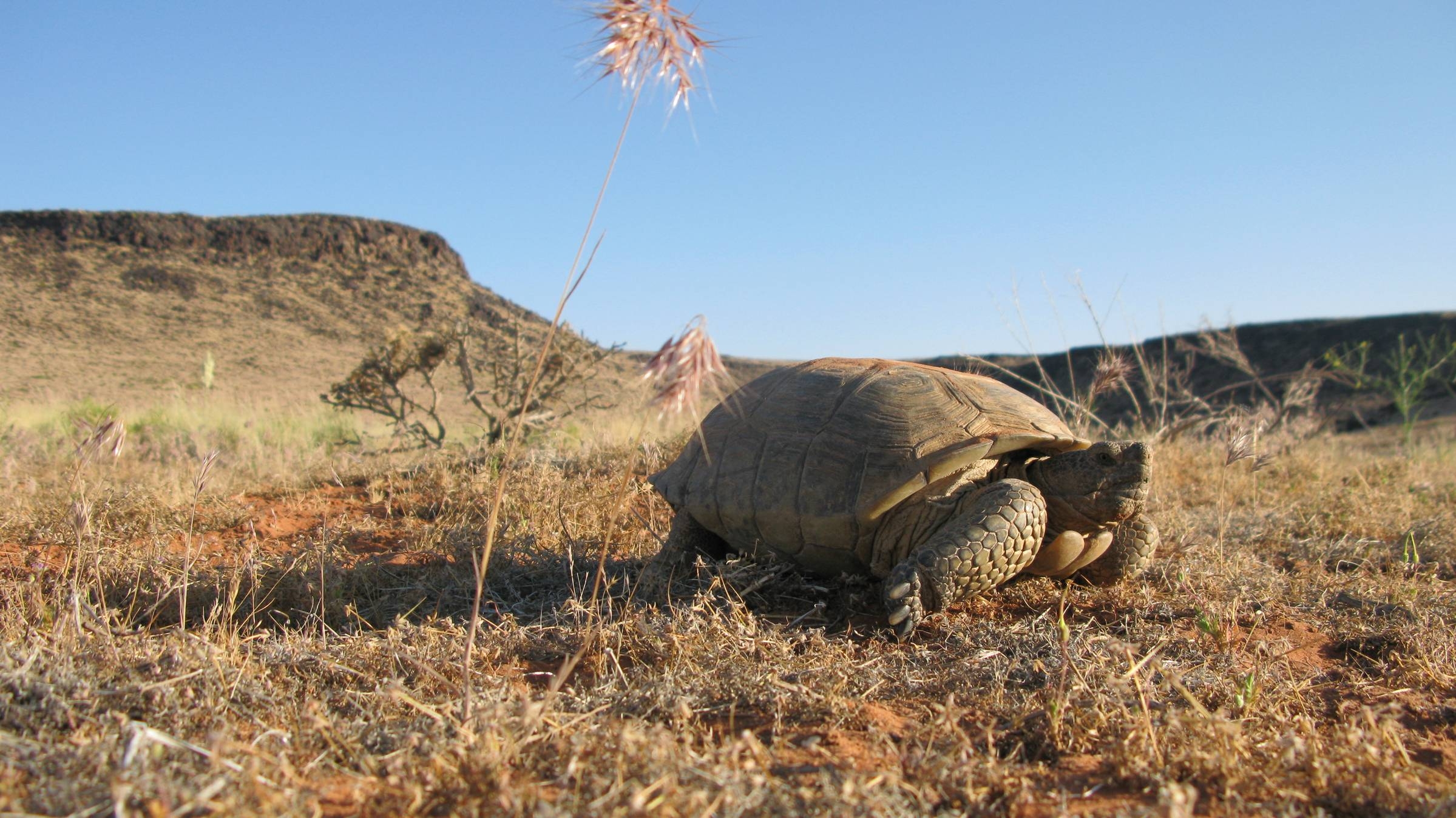 Highway plan for southern Utah inches closer to reality near threatened tortoise habitat