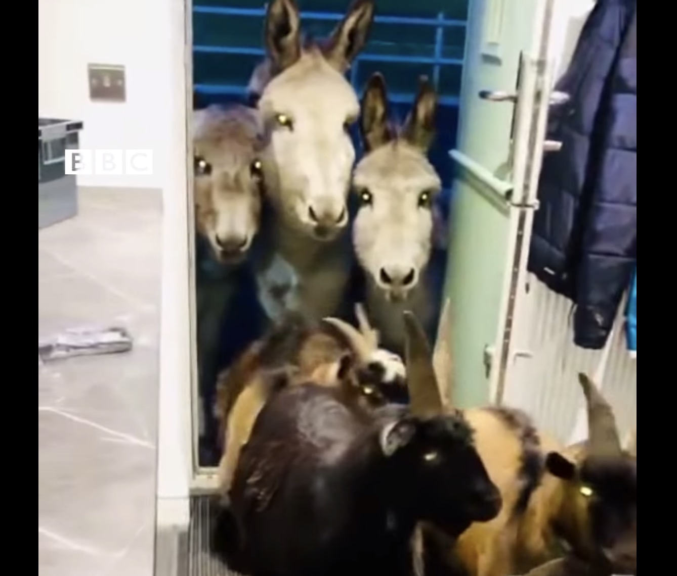 Have You Seen This? Renegade pony leads a barnyard uprising