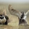 Trump plans would ease protections for sage grouse in West