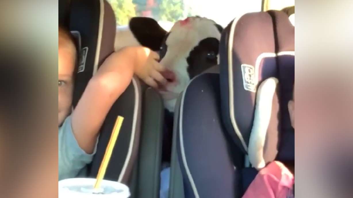 Cow in a minivan