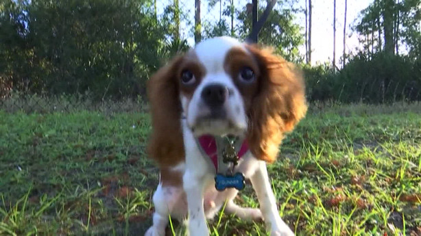 Gunner, a 3-month-old Cavalier King Charles spaniel, had one puncture wound in his belly from an alligator attack but is recovering.