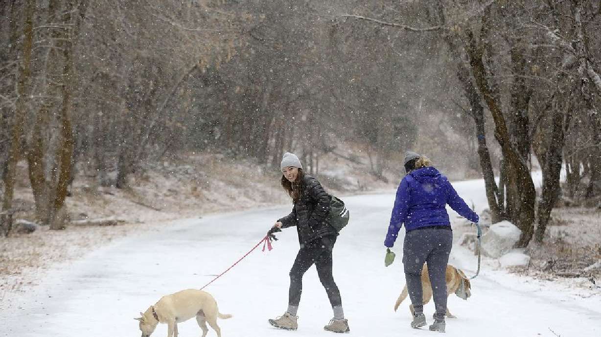 Tanya Hasvold walks Cleo as Nicole Zaugg walks Griff during a snowstorm in Millcreek Canyon on Monday, Nov. 23, 2020.