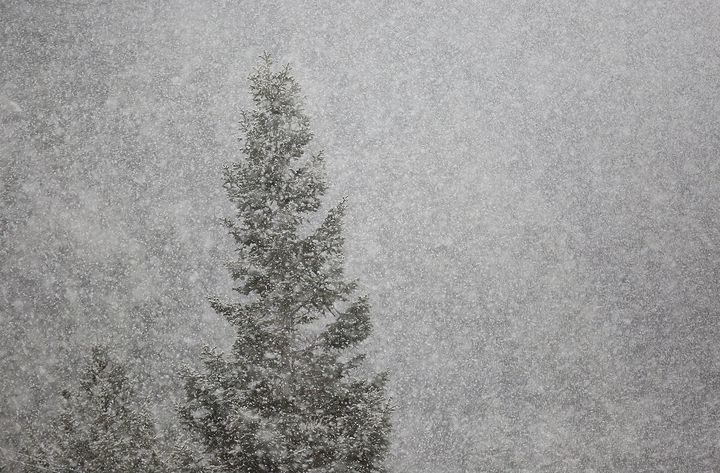 Snow falls in Millcreek Canyon on Monday, Nov. 23, 2020.