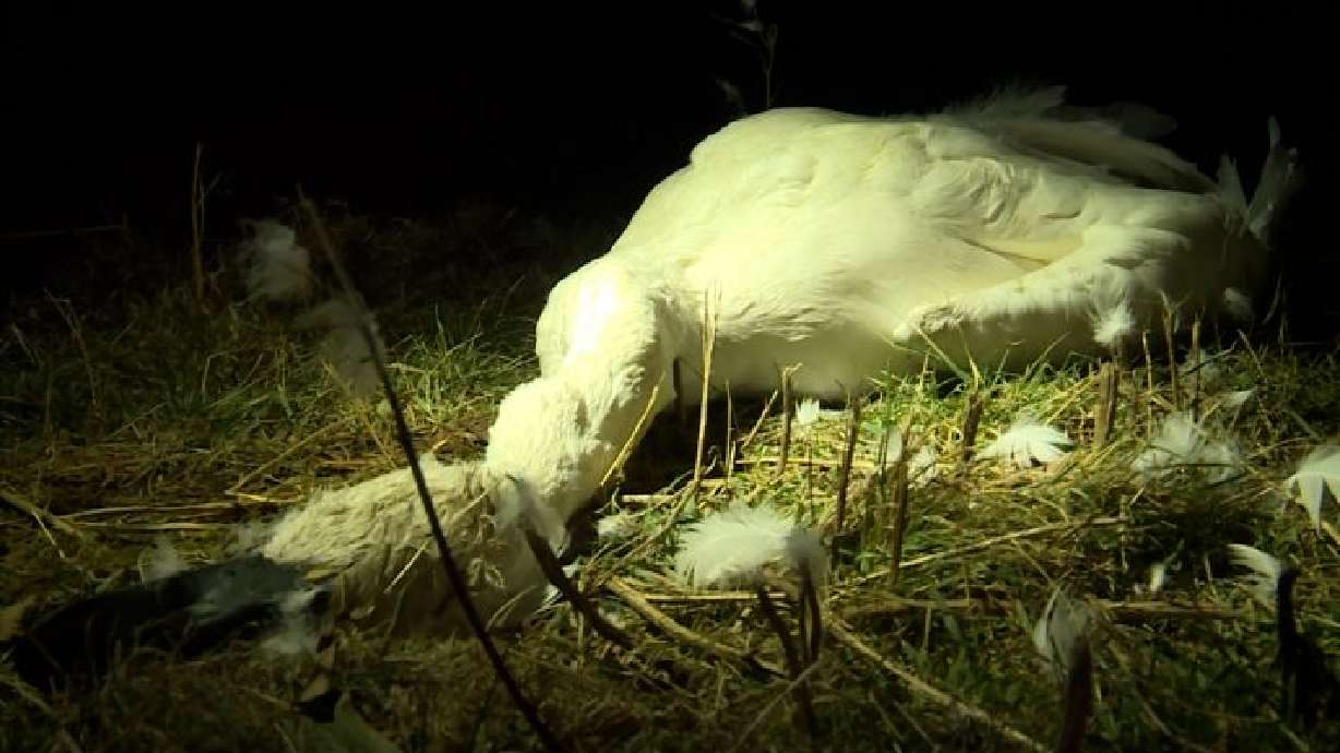 Early morning storm to blame for deaths of nearly 40 swans in Utah, wildlife officials say