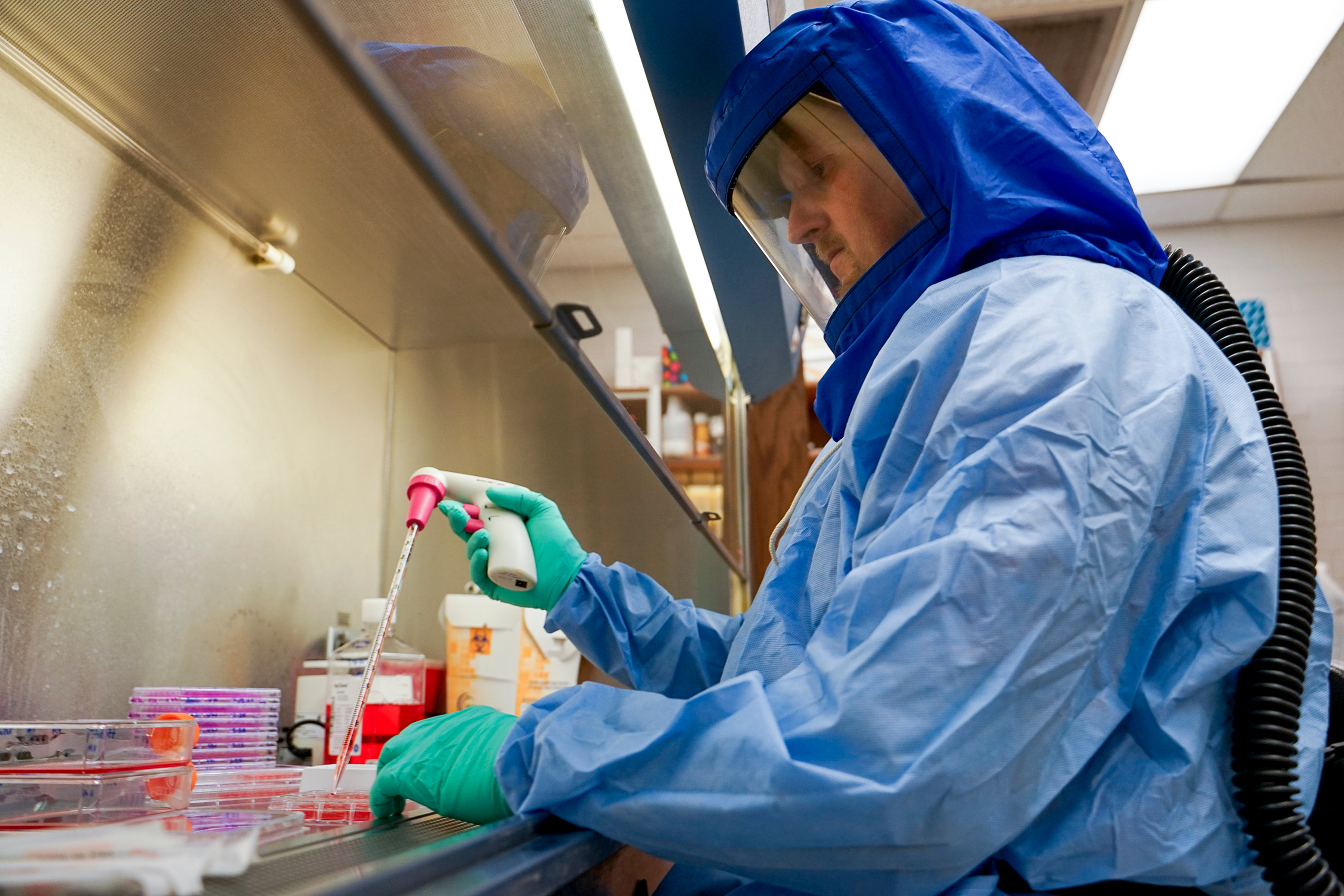 Brett Hurst, a virologist, works at Utah State University's Institute for Antiviral Research on March 18, 2020. Genetically engineered golden Syrian hamsters developed by Utah State University researchers have played a key role in animal trials of a possible vaccine to protect against the virus that causes COVID-19.