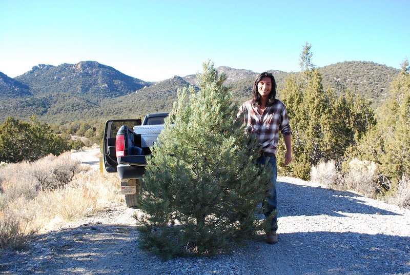 Still need a Christmas tree? BLM launches new website to buy tree permits online