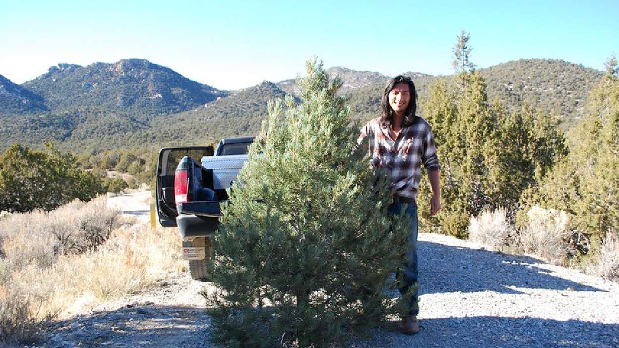 Still need a Christmas tree? BLM launches new website to buy tree permits online