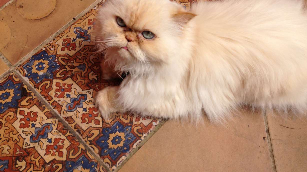 Carolyn Barg and her husband decided to get more cats after their 18-year-old Himalayan had passed away.