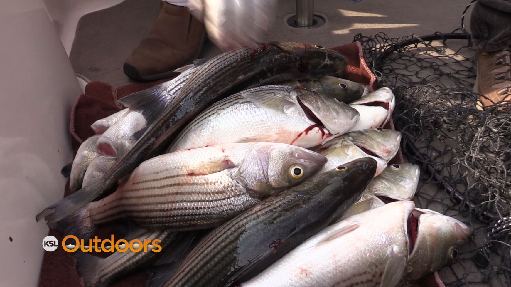 The History of Striped Bass in Lake Powell