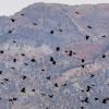 Why Utah birders want you to go 'lights out' during spring migration season