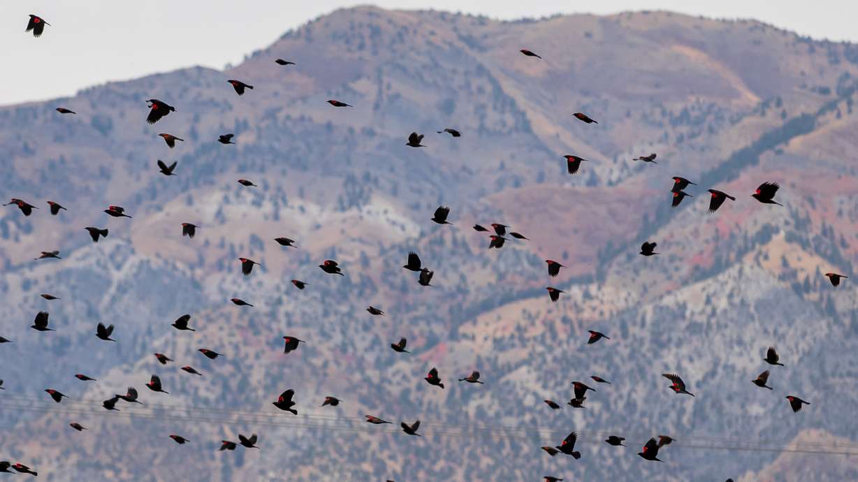A flock of red-winged blackbirds in Brigham City, Utah.