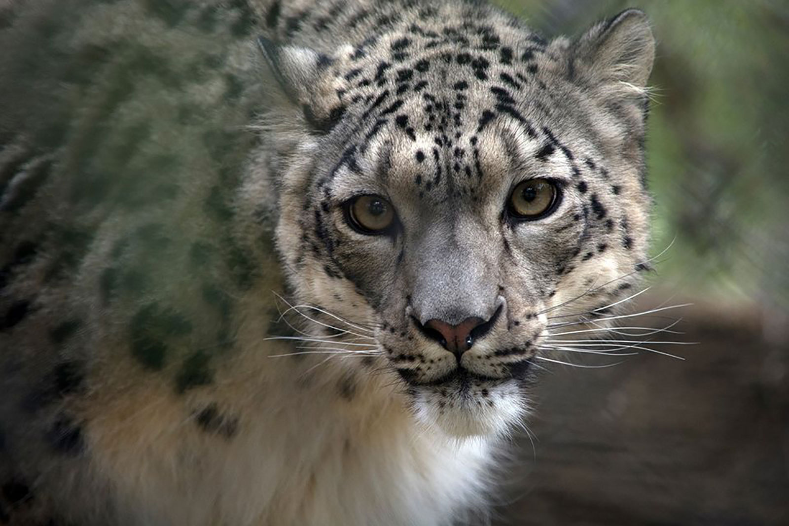 A female snow leopard named NeeCee has tested positive for Covid-19 at the Louisville Zoo.
https://www.facebook.com/Louisvillezoo/photos/a.171979782007/10158351393107008/?type=3&theater
RACI Fair use/Lori Schmookler