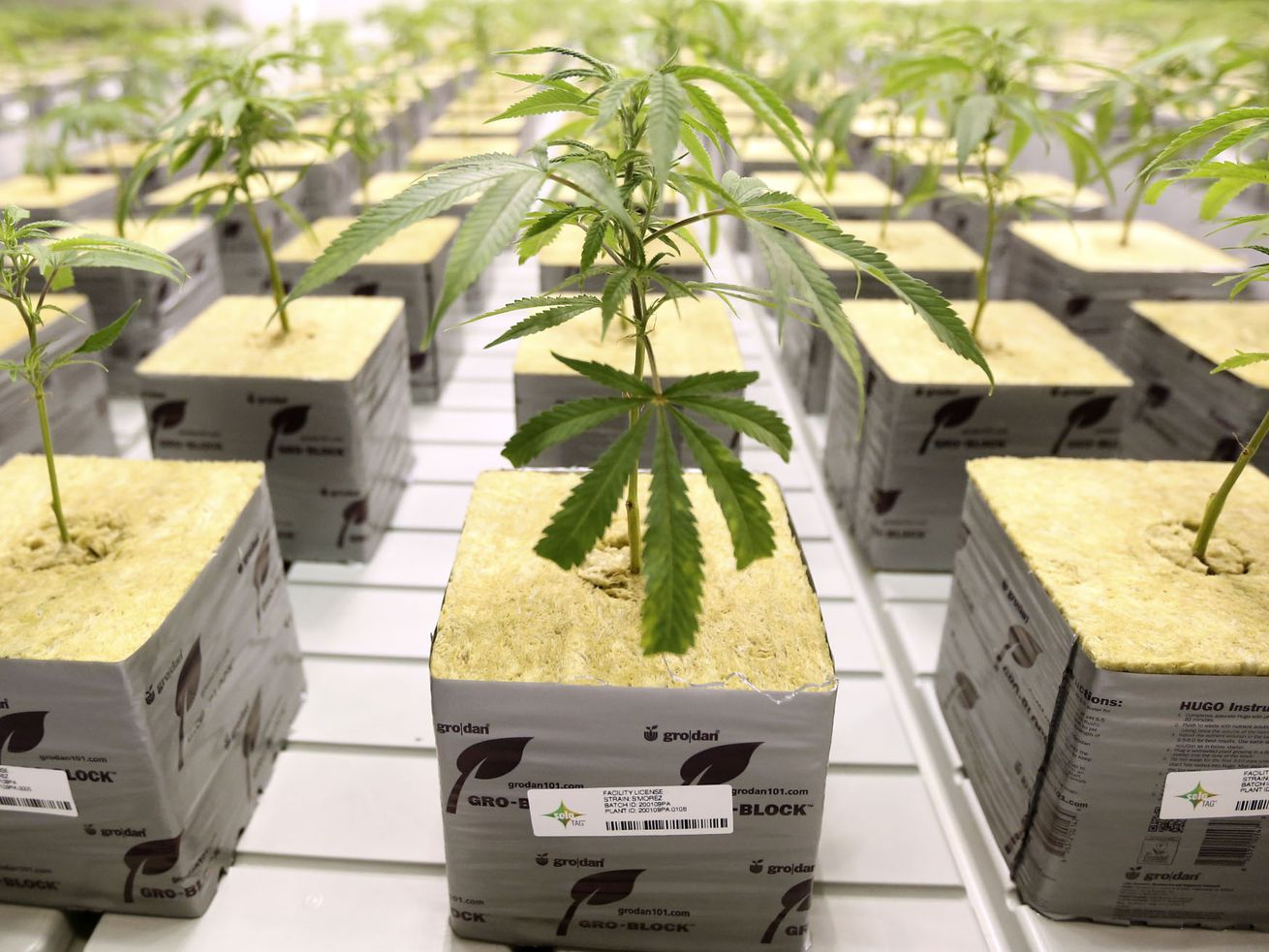 Marijuana plants grow in the veg room at Tryke
Companies Utah’s medical cannabis cultivation facility in Tooele on
Thursday, Jan. 30, 2020.