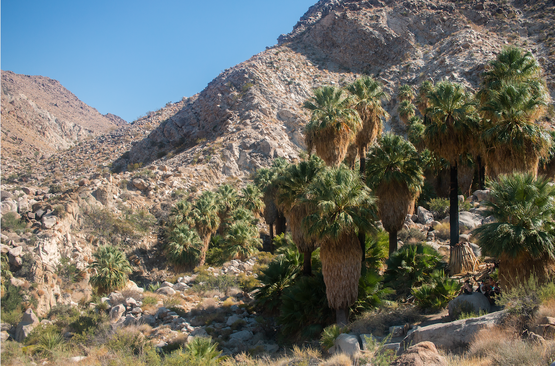 Fortnynine Palms Oasis in September of 2020.