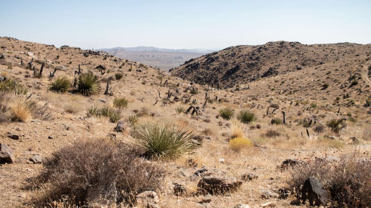 3 hikes to try at Joshua Tree National Park