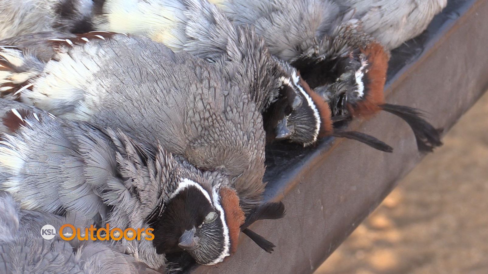Hunting Gambel's Quail in Southwest Utah