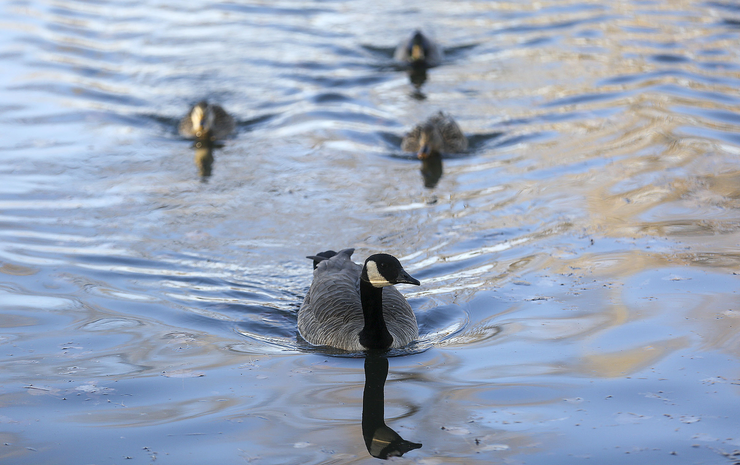 Geese and ducks swim in the pond at Liberty Park in Salt Lake City on Wednesday, Nov. 25, 2020.