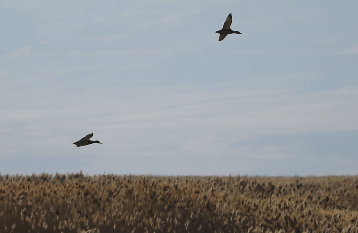 Geese fly near the Great Salt Lake in Layton on Wednesday, Nov. 25, 2020.