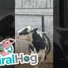 Have You Seen This? Fun-loving cow enjoys a snowstorm