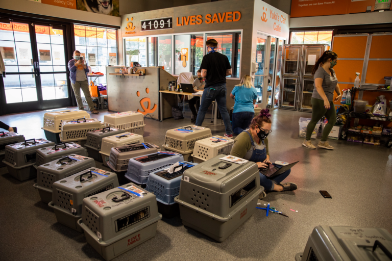 Despite pandemic, Best Friends Animal Society says it's 'closer than ever' to no-kill Utah