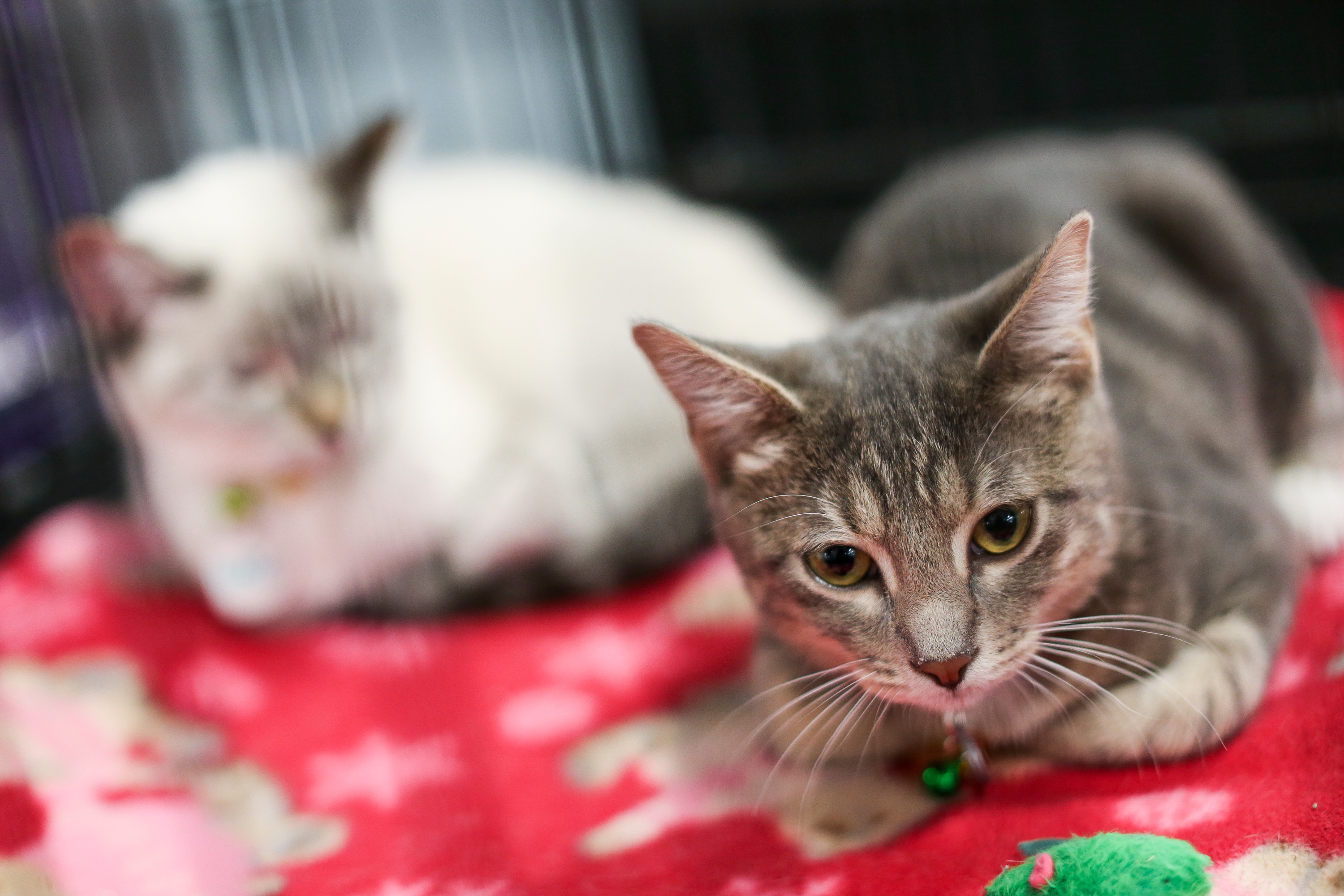 A pair of cats is up for adoption at the Best Friends Animal Society's No Kill Utah Super Adoption at the Legacy Events Center in Farmington on Saturday, Sept. 23, 2017.