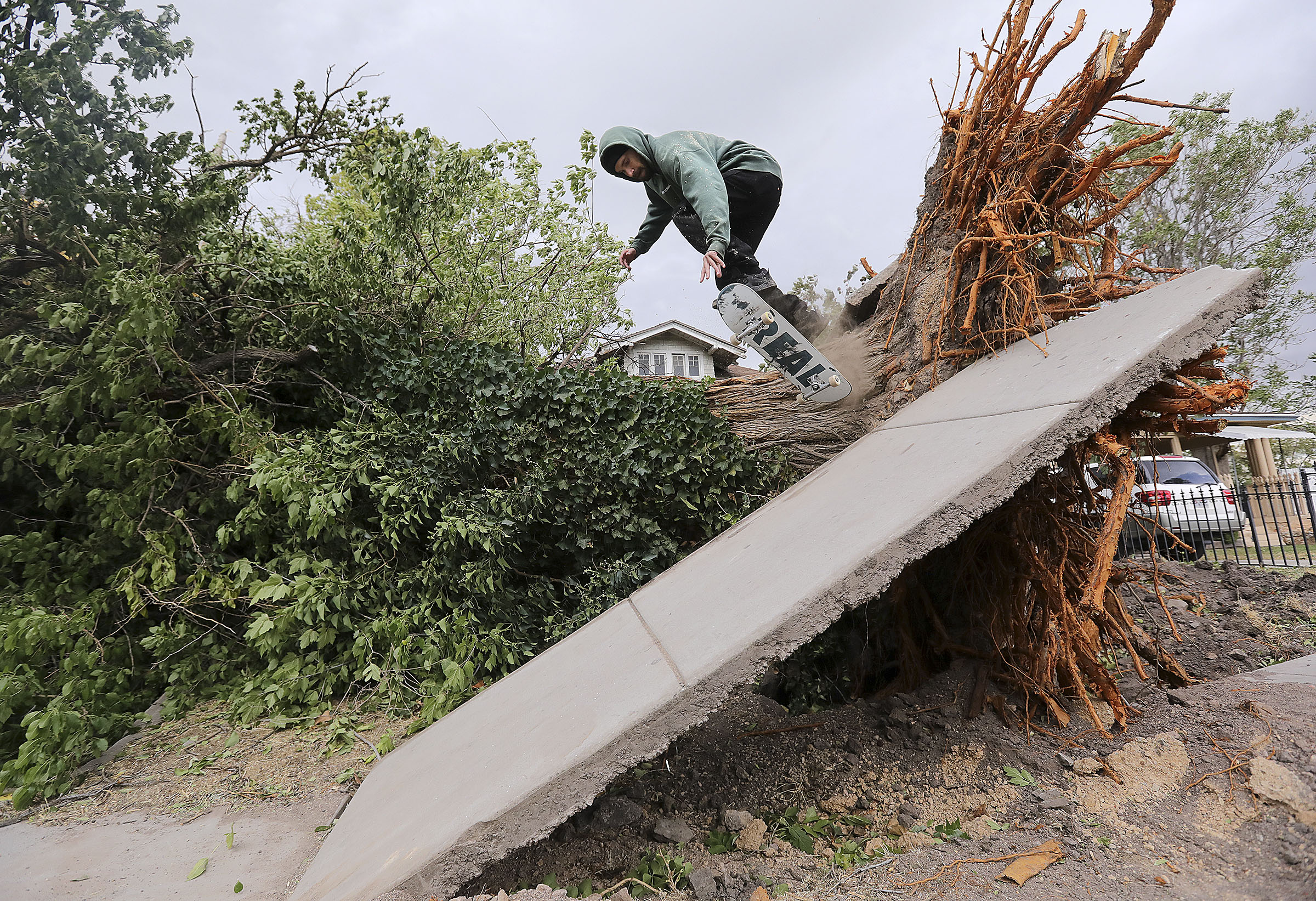 Alex Keele skateboards off of a fallen tree trunk onto a section of sidewalk that was raised when the tree fell during a windstorm in Salt Lake City on Tuesday, Sept. 8, 2020.