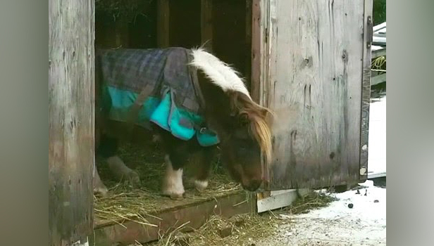 Have You Seen This? Pony trying to jump over tiny step is all of us at the end of 2020