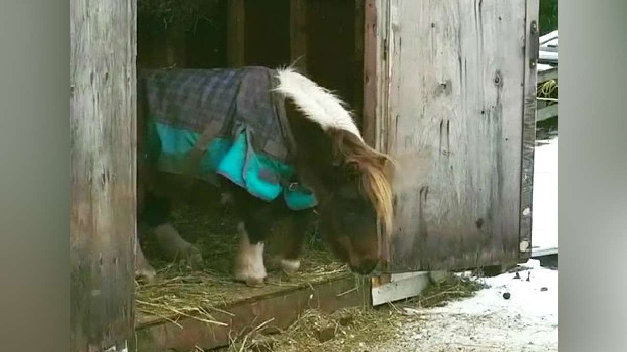 Have You Seen This? Pony trying to jump over tiny step is all of us at the end of 2020