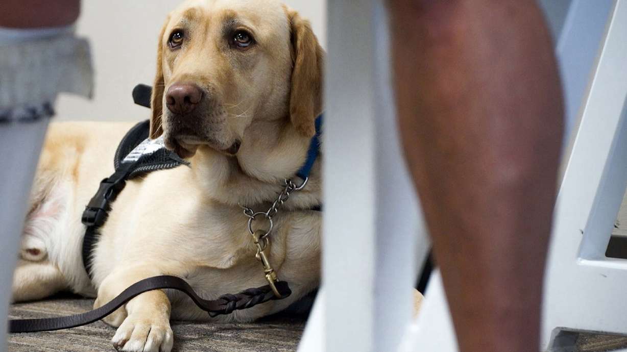 The concept of pets on planes has become a hot-button issue of late as emotional support animals have become more prominent than ever.