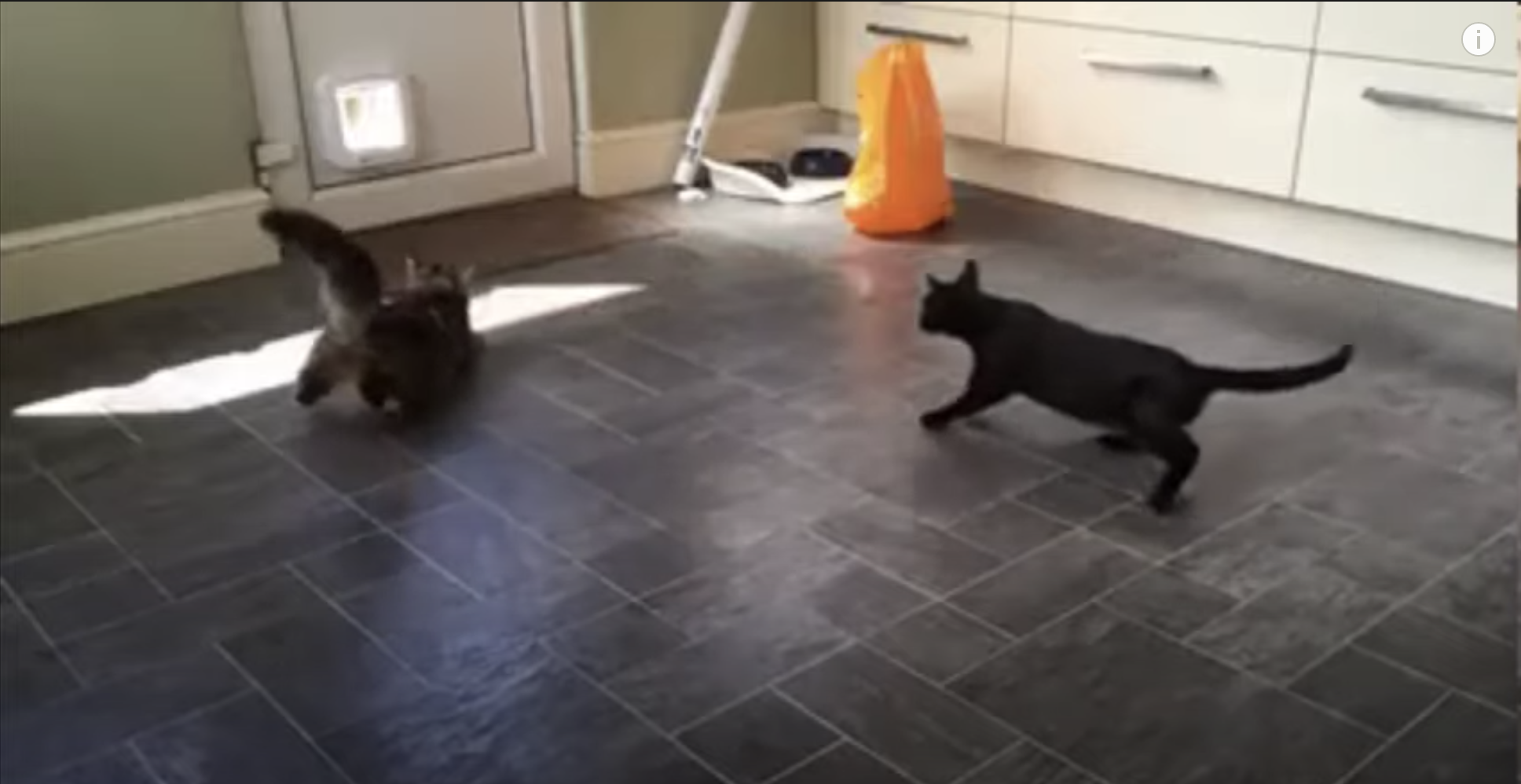 Have You Seen This? These cats are Fast and Fur-ious: Living Room Drift
